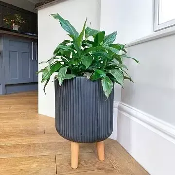 10 wunderschöne Blumen für Schatten und Halbschatten